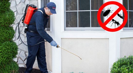 Çeltik Fare İlaçlama böcek ilaçlama ve haşere kontrolü — ilaclama-tr.com